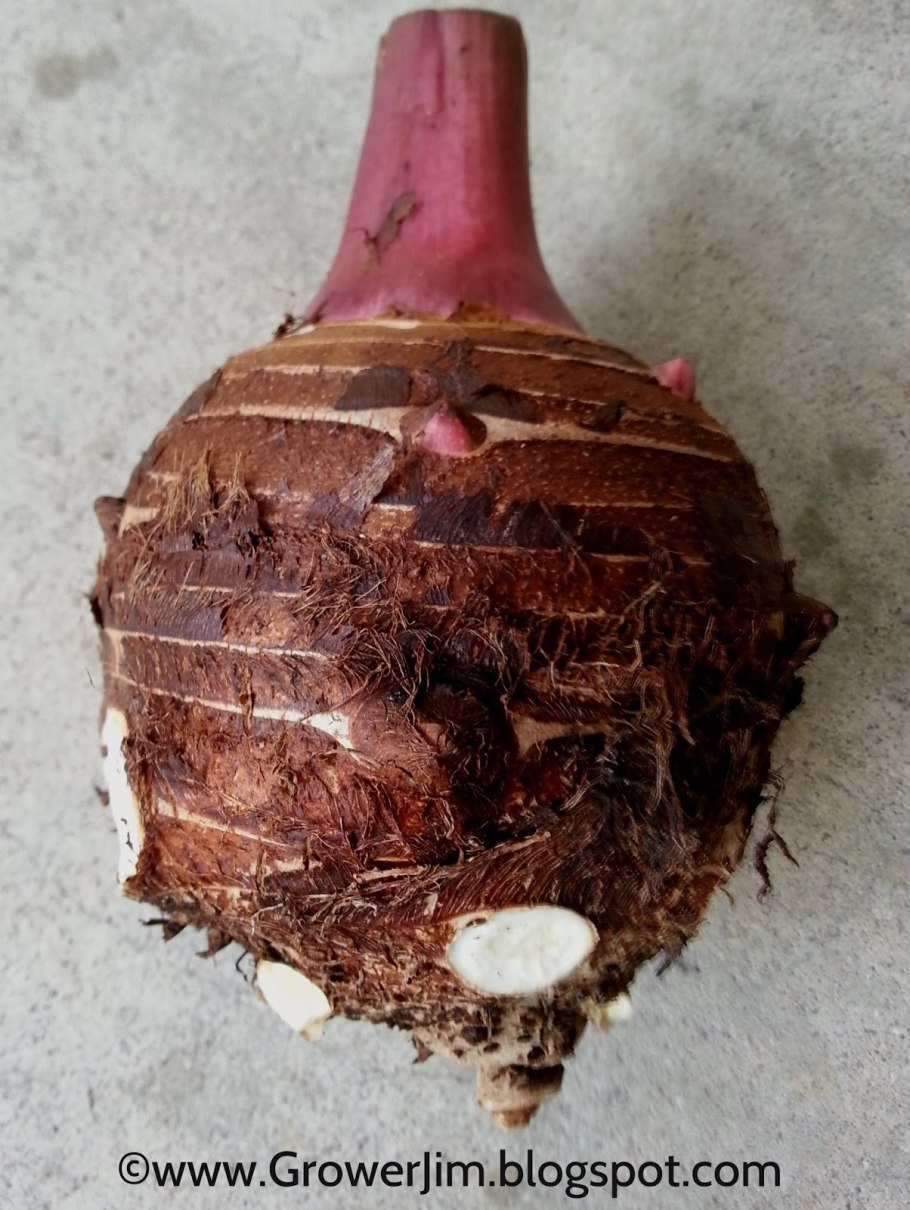 Корнеклубень георгина