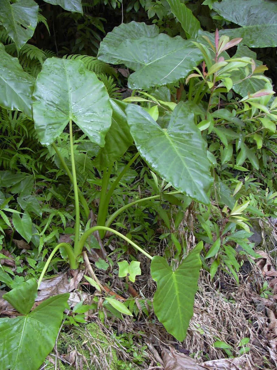 Клубеньки алоказии