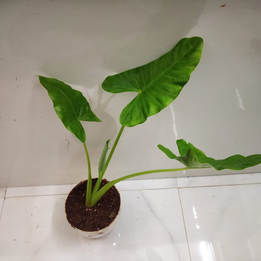 Колоказия клубневая