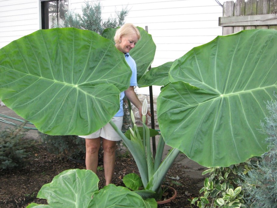 Алоказия Полли листва