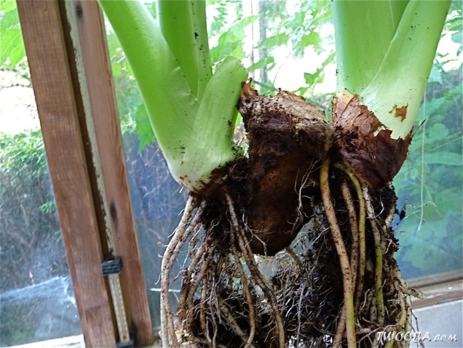 Ксантозома алоказия , алоказия