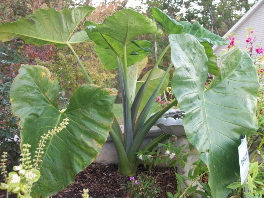 Алоказия Амазонская bullata (Silver Frog)