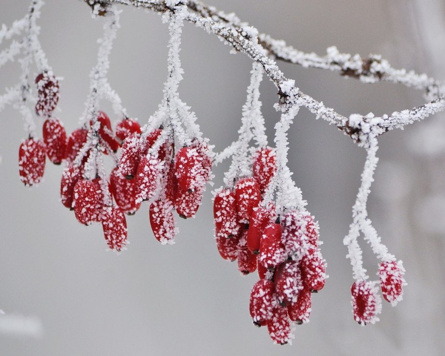 Барбарис зимой Эстетика