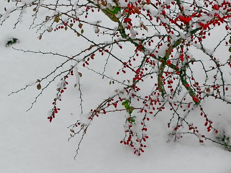 Барбарис куст зимой