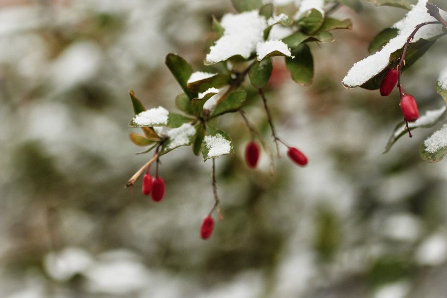 Барбарис заснеженный