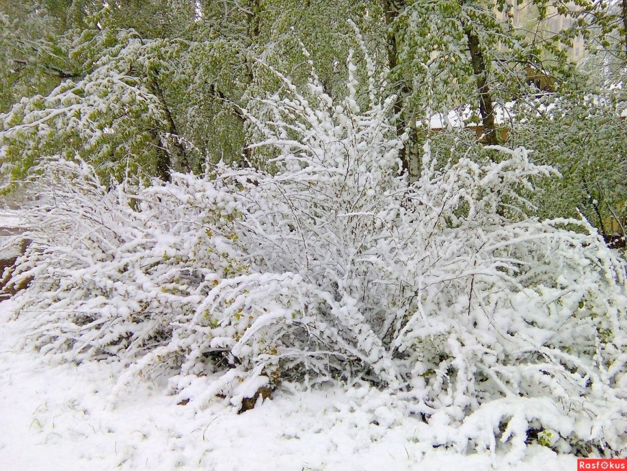 Зимние красные ягоды