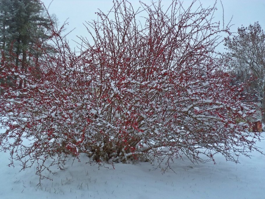 Барбарис Тунберга зимой