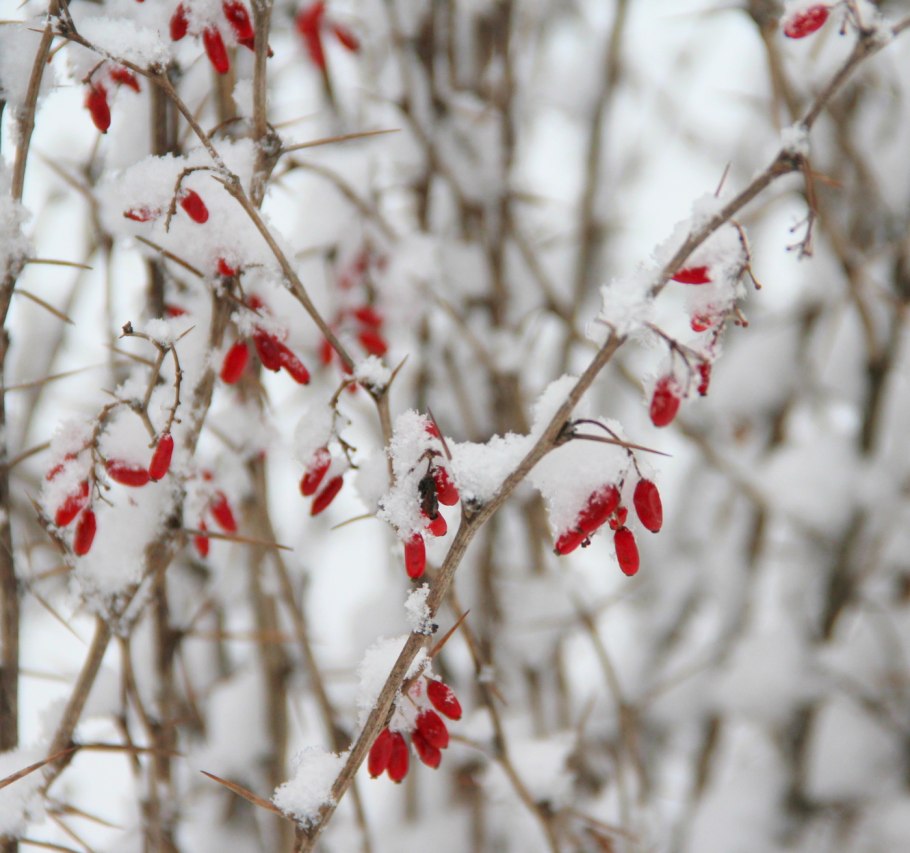 Барбарис кустарник зимой