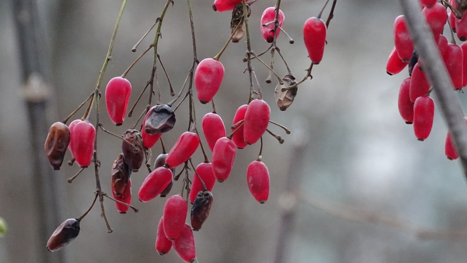 Барбарис Тунберга зимой