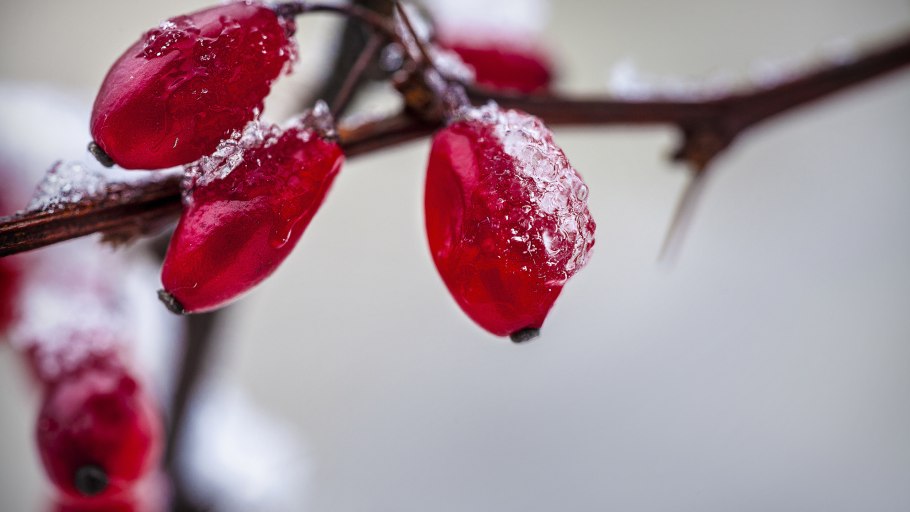 Выдерживает ли Барбарис Морозы