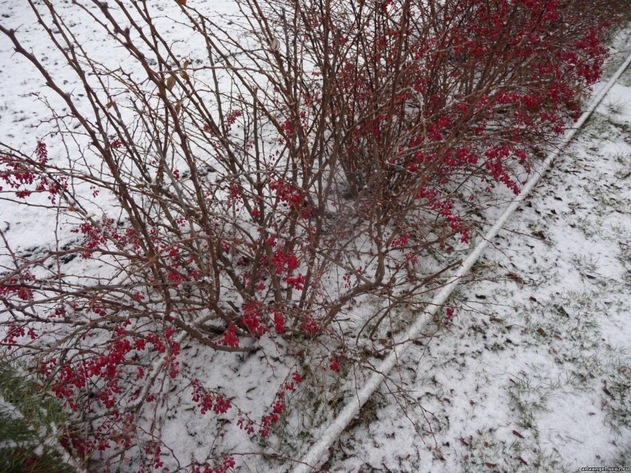 Замерзшая ягода вектор