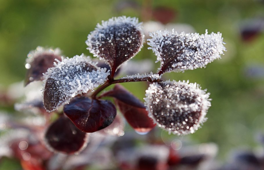 Барбарис Эстетика