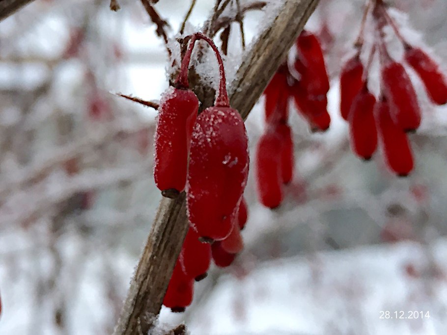 Барбарис indian Summer