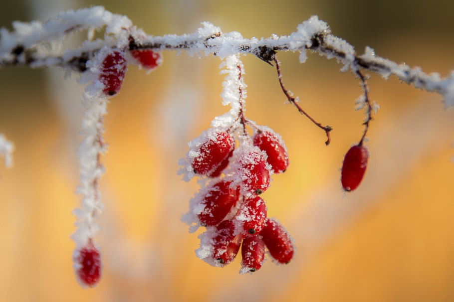 Барбарис обыкновенный зимой