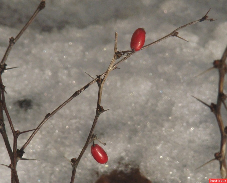 Барбарис обыкновенный зимой