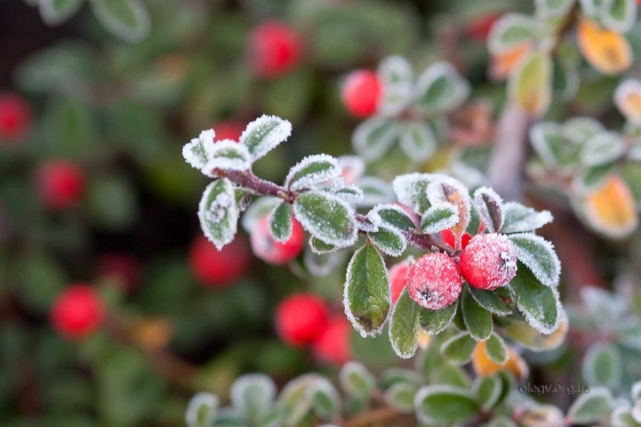 Барбарис зимой акварель