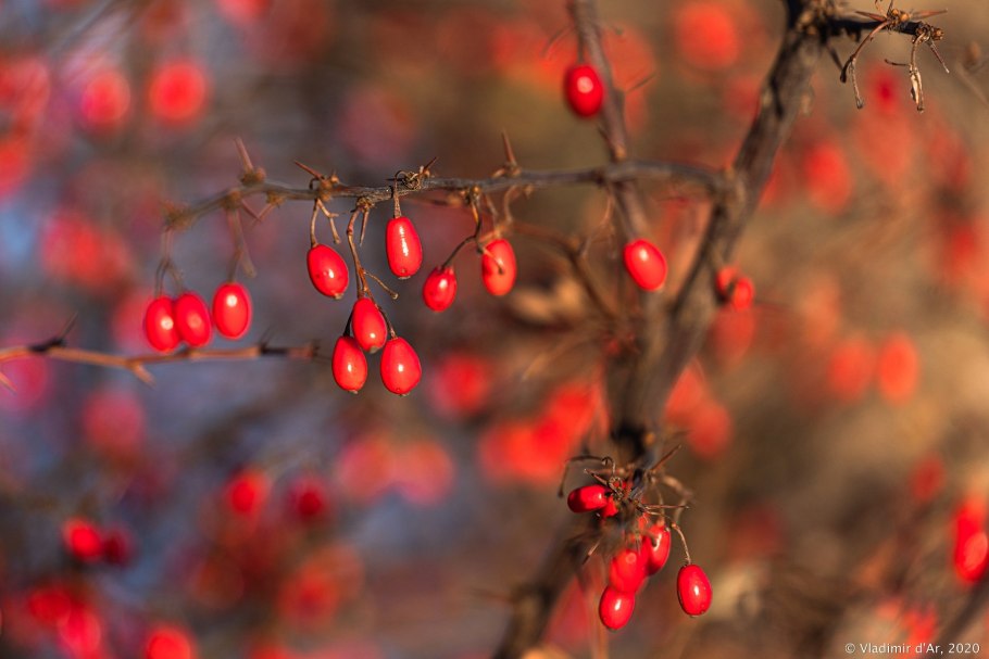 Иссык-кульский барбарис