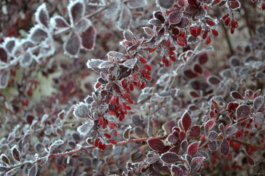 Кустарники под снегом