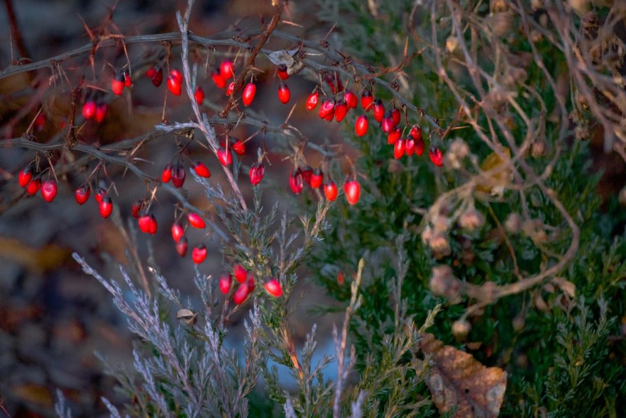 Барбарис снег в снегу
