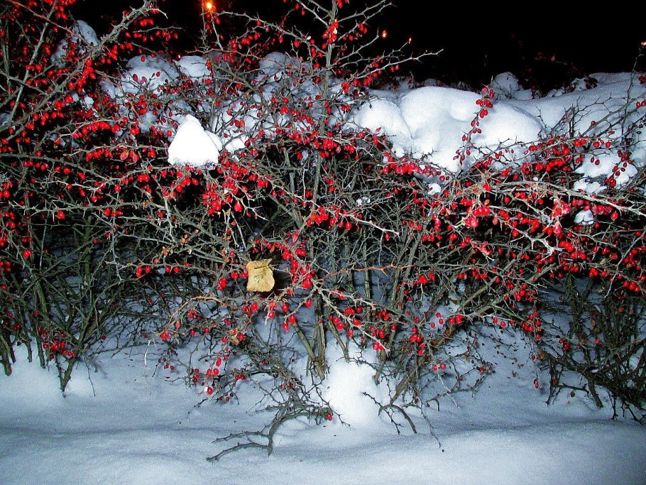 Барбарис кустарник зимой