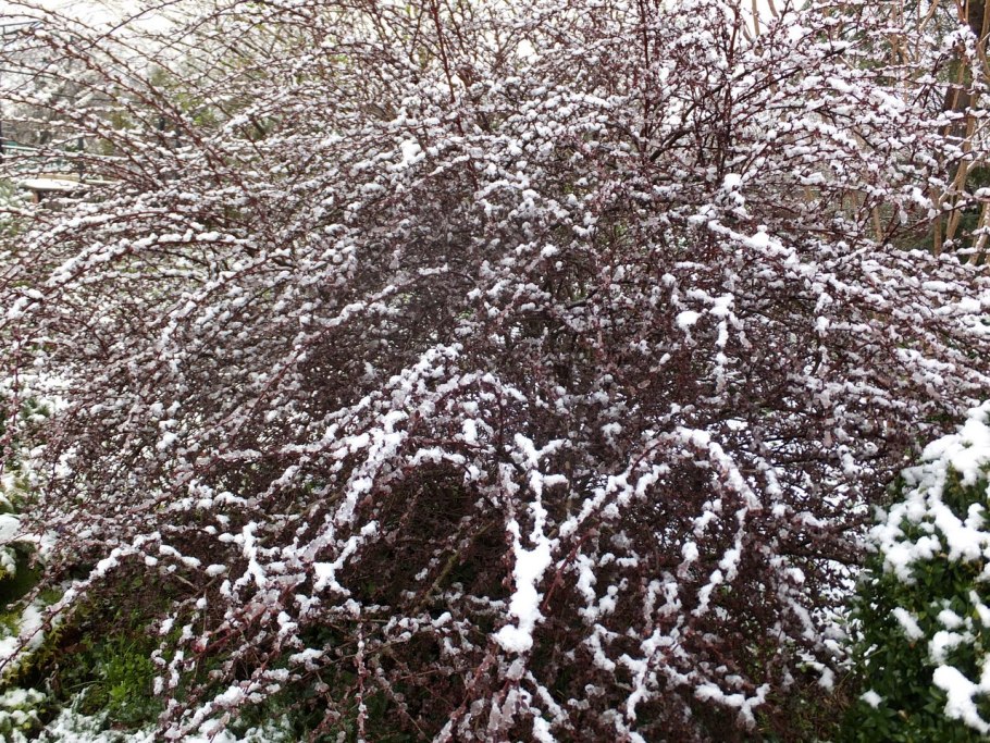 Барбарис обыкновенный Berberis vulgaris