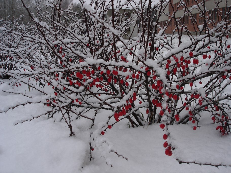 Барбарис оттавский зимой