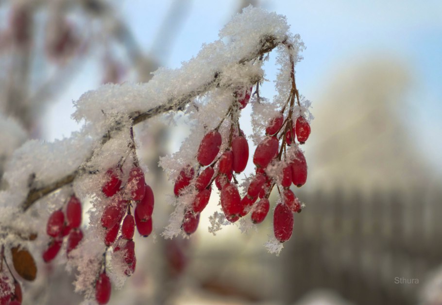 Крымский Барбарис
