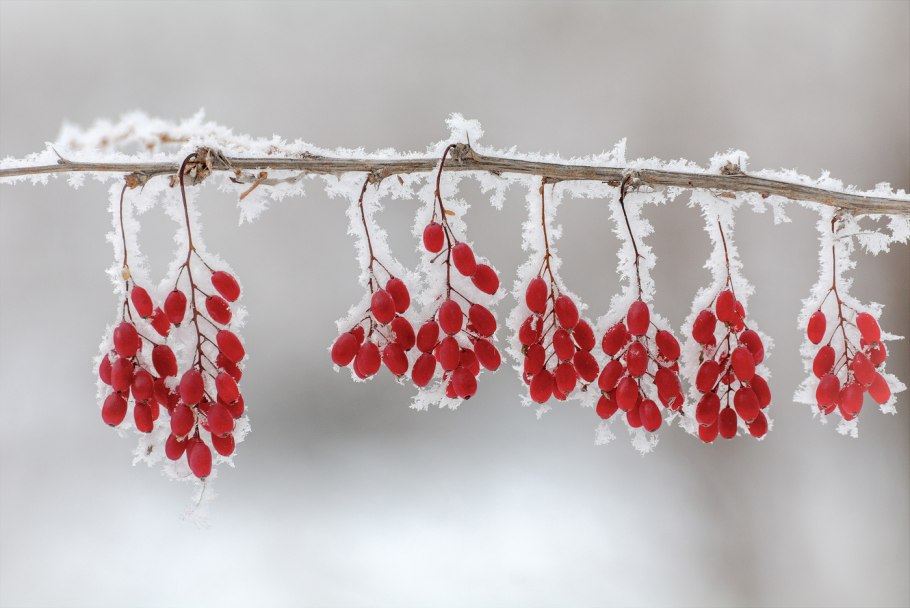 Барбарис в снегу