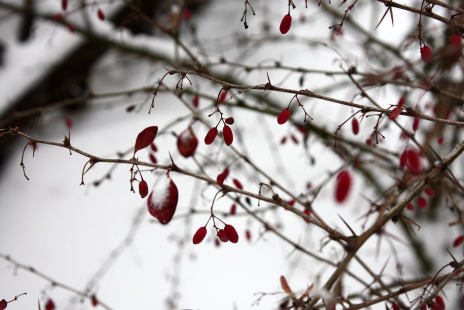 Барбарис первые заморозки