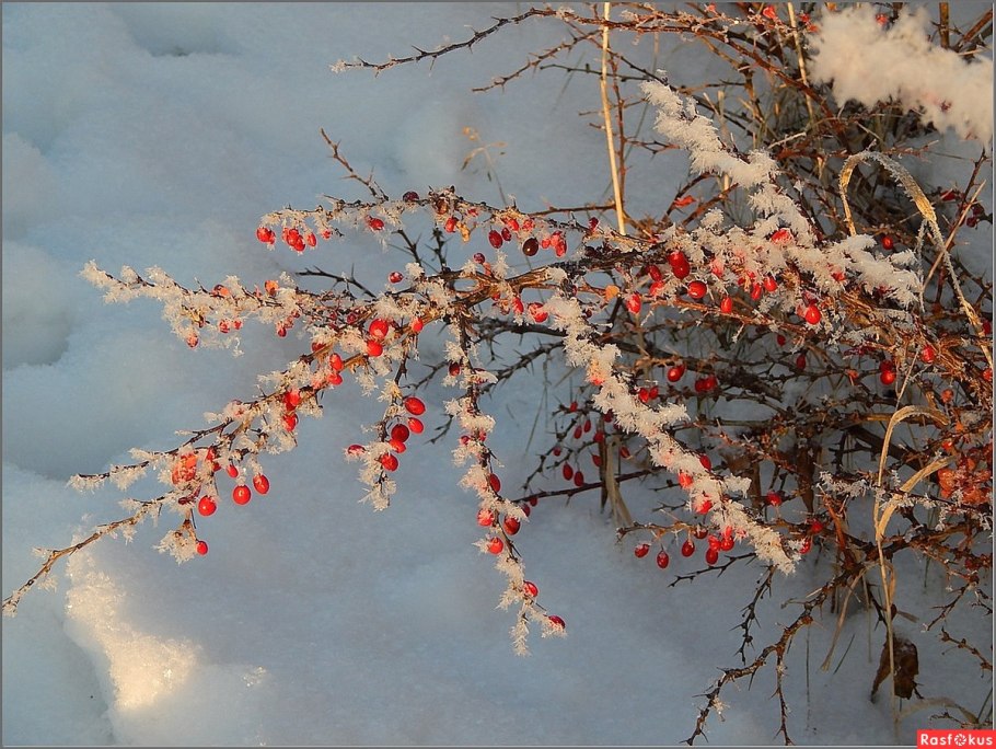 Барбарис снежный