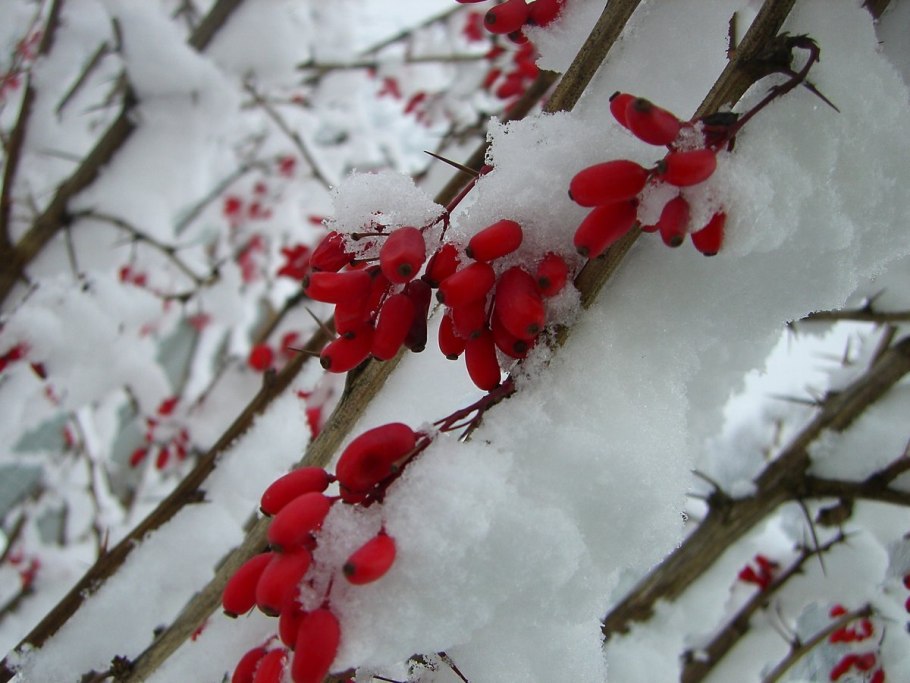 Зимний Барбарис