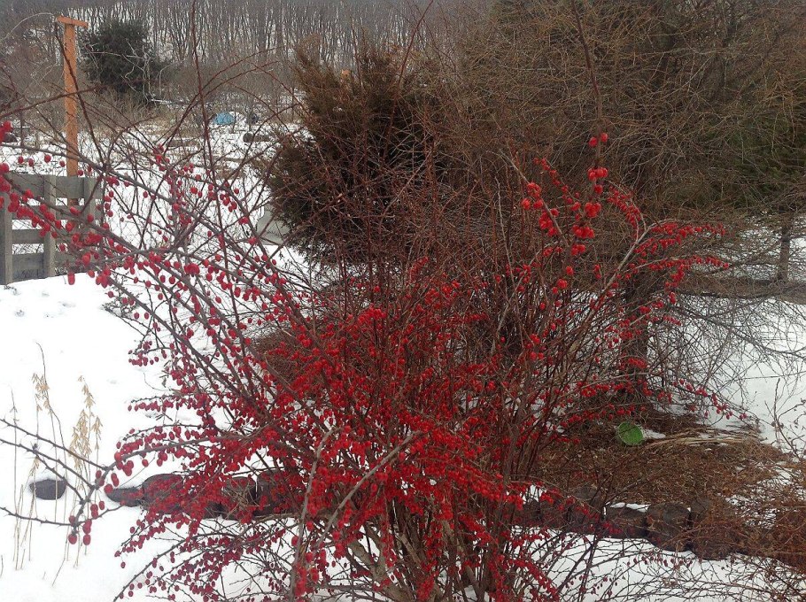 Барбарис оттавский зимой