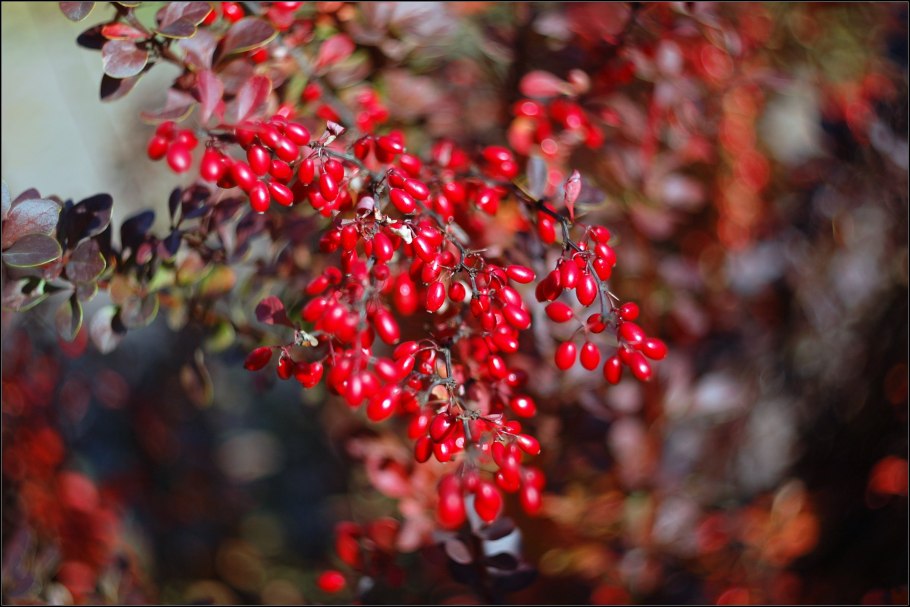 Барбарис Тунберга зимой