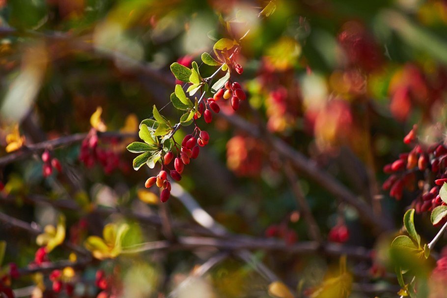 Барбарис обыкновенный зимой