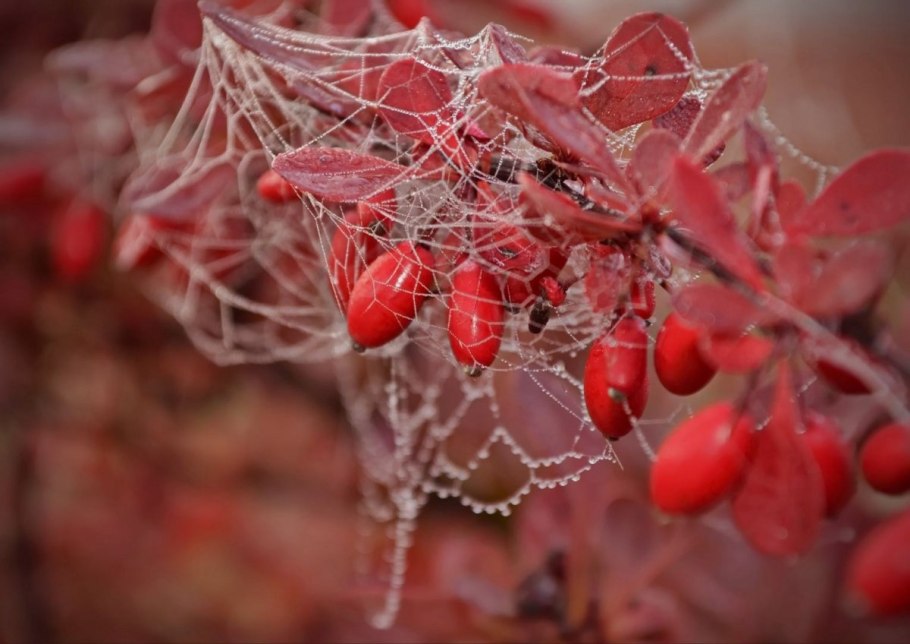 Барбарис обыкновенный колючки