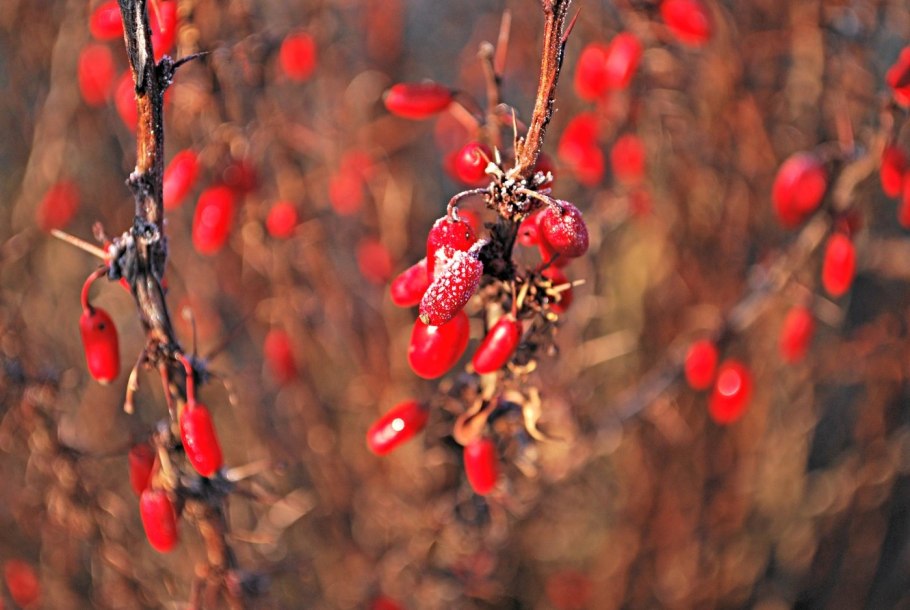 Барбарис Эректа зимой под снегом
