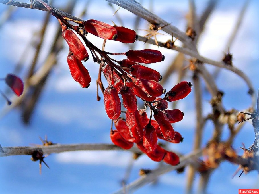 Барбарис обыкновенный зимой