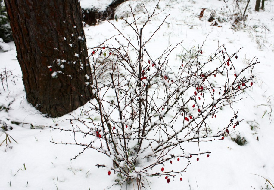 Зимние ягоды Барбарис картинки для детей в детском саду
