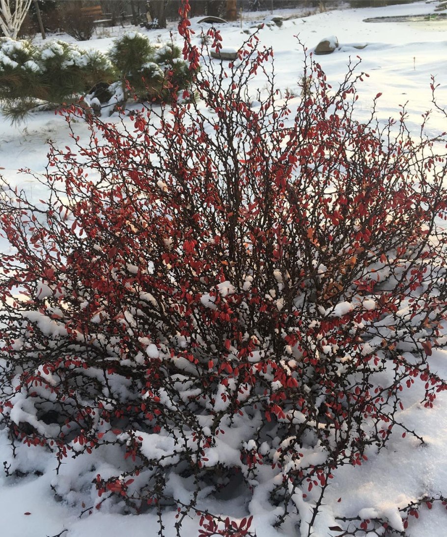 Барбарис обыкновенный рис ветки
