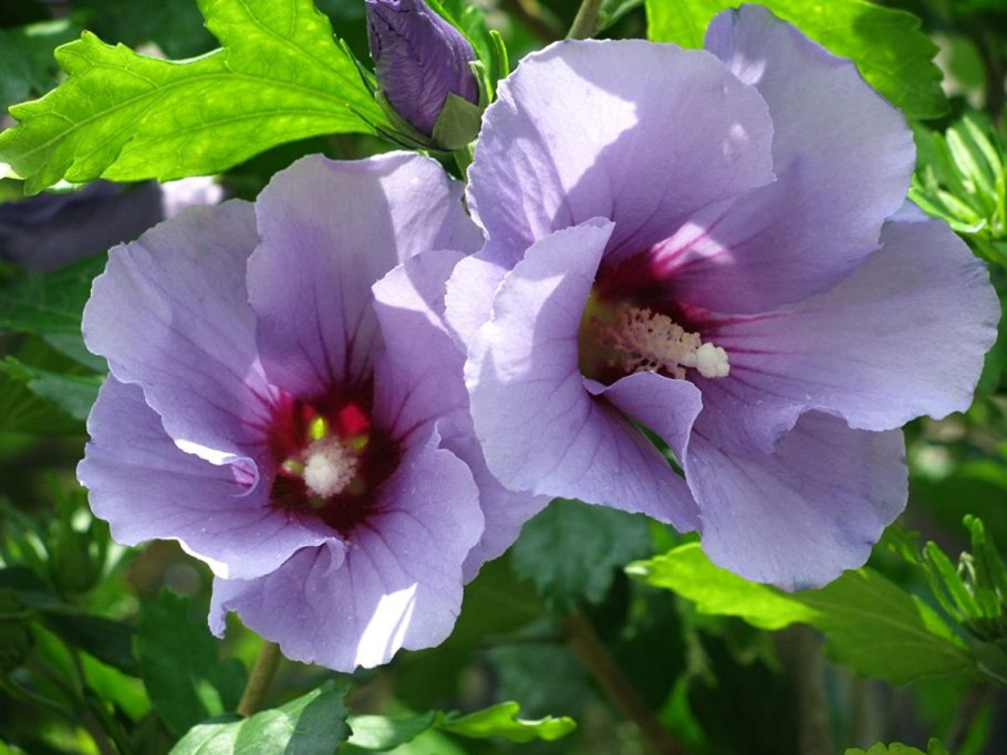 Гибискус сирийский Матильда