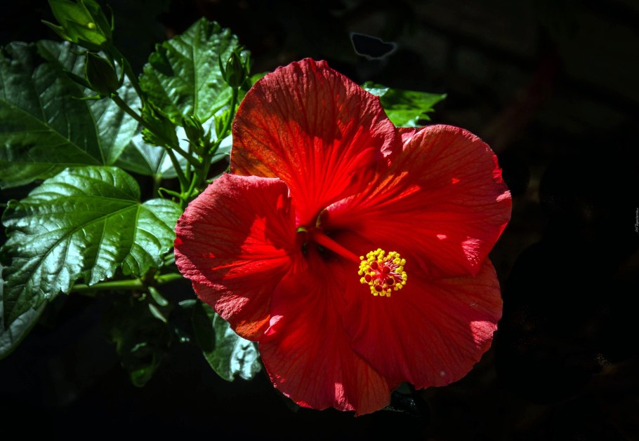 Гибискус Green Earth