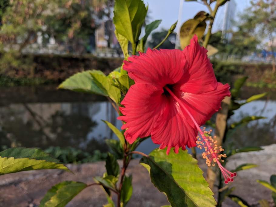 Гибискус сирийский Вудбридж