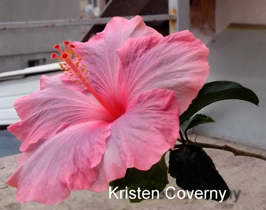 Гибискус дома