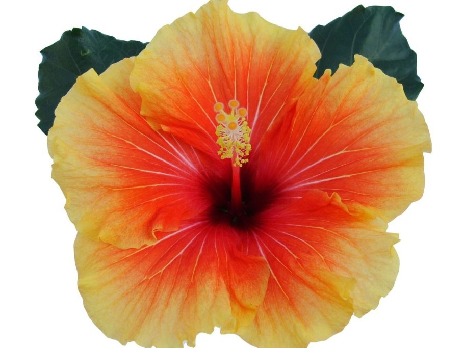 Фото цветка Гусман