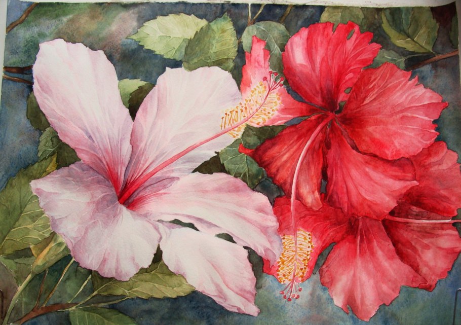 Золотое Руно гибискус