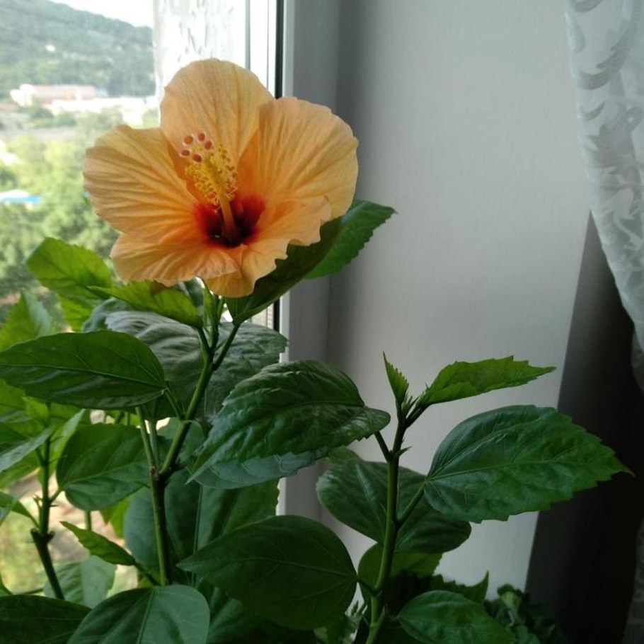 Гибискус пурпур Раффлс