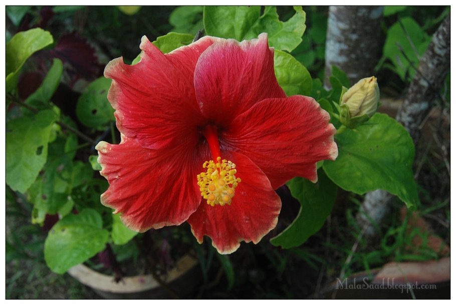 Роза Йаба даба Ду какая?