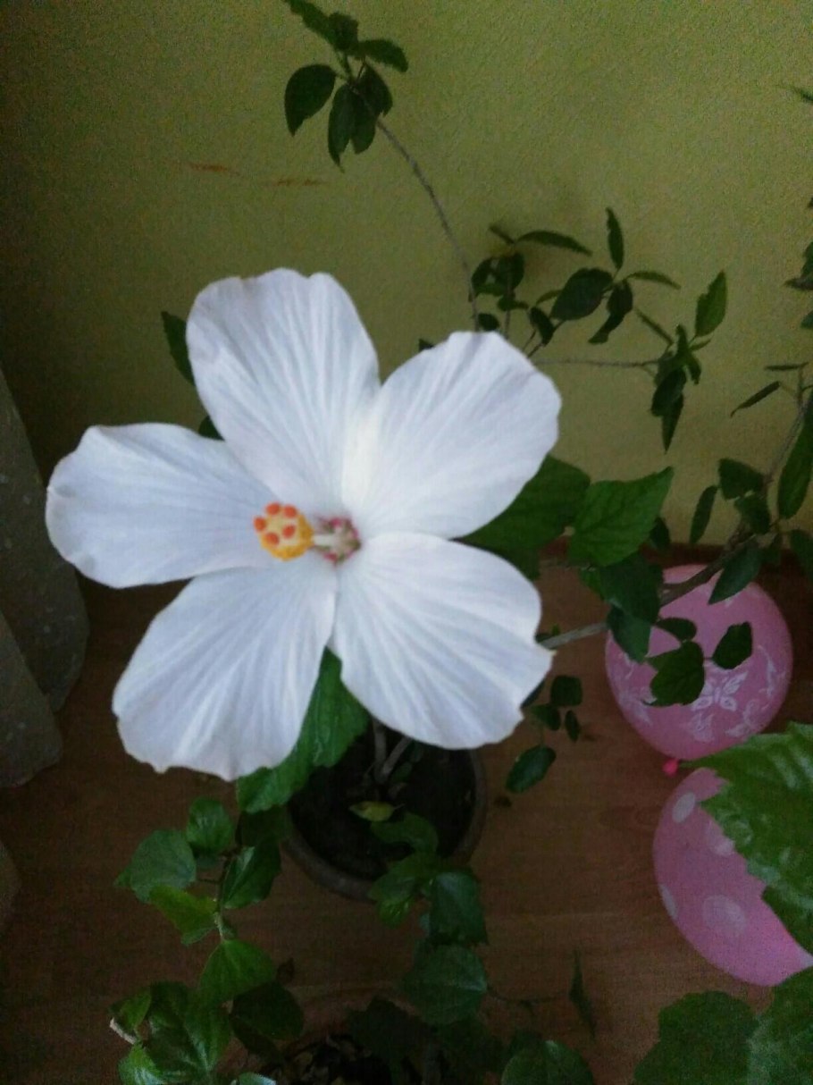 Гибискус комнатный желтый