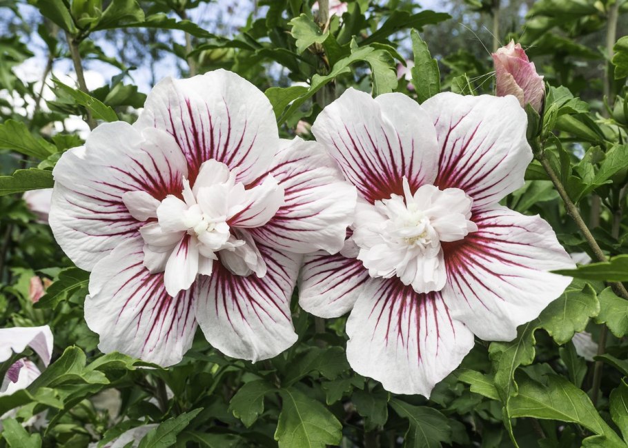 Гибискус Russian Amethyst
