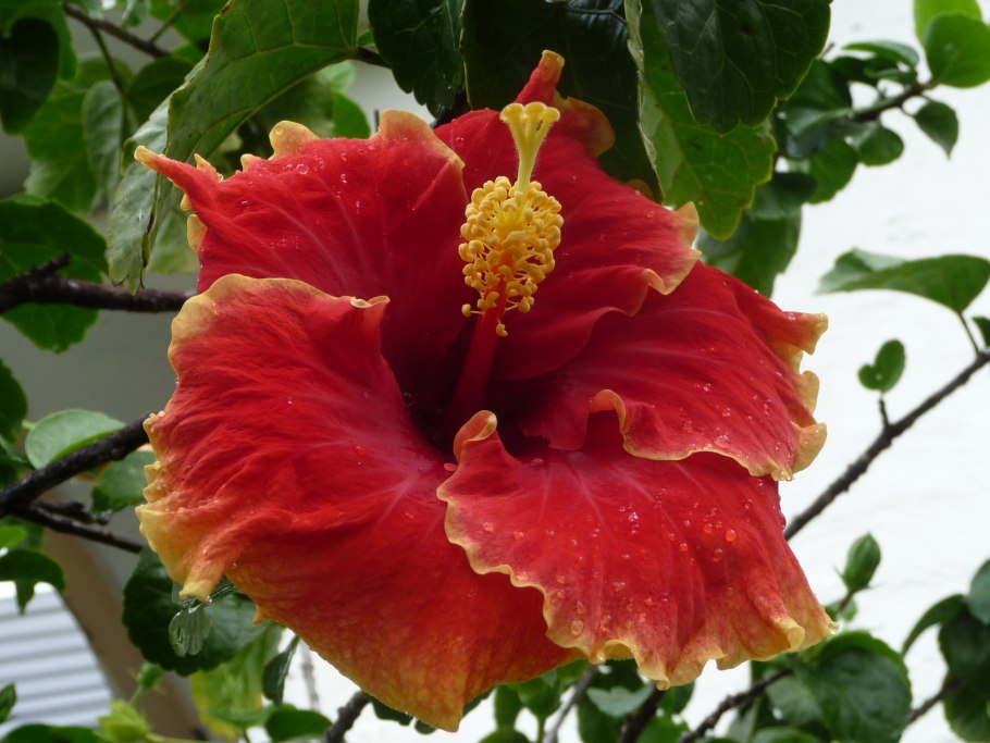 Гибискус садовый оранжевый